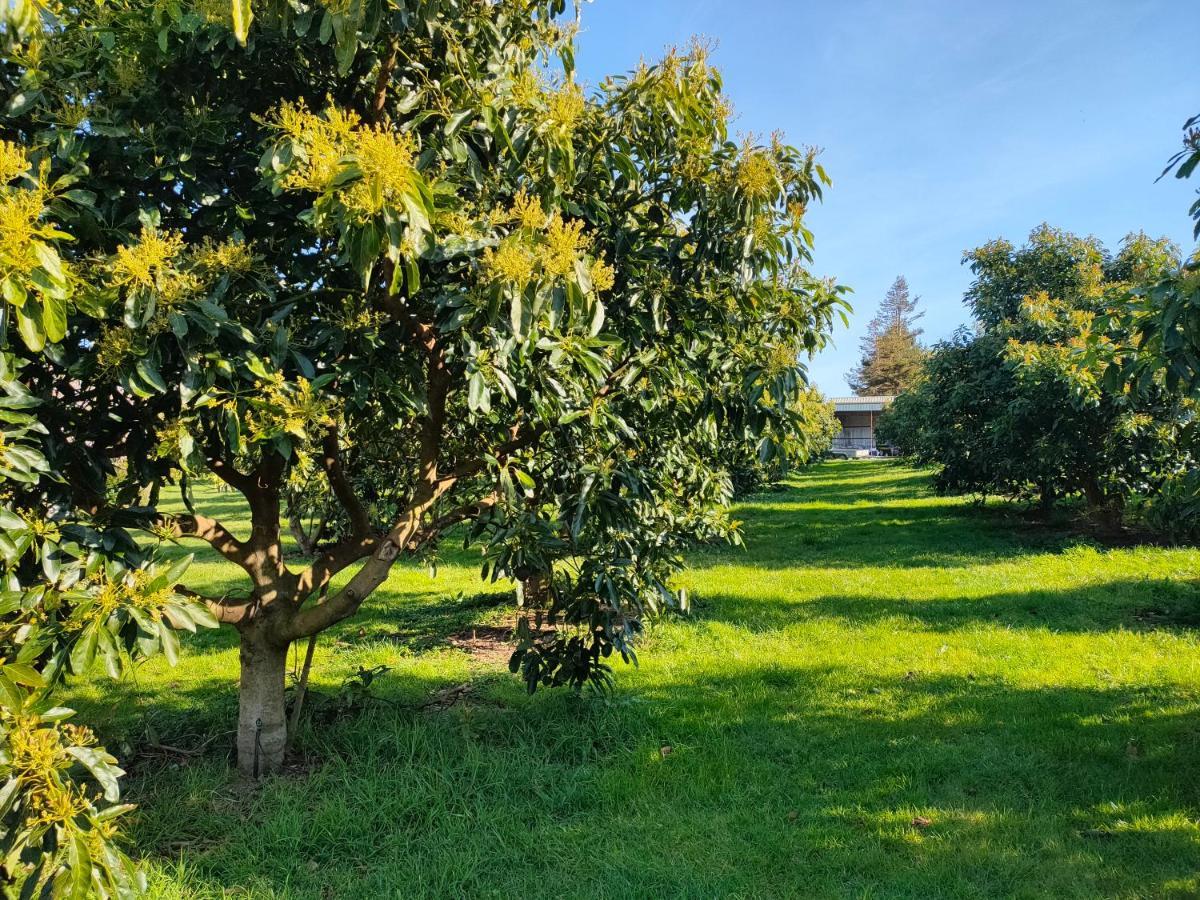 Avocate' Cottage Whiritoa Zewnętrze zdjęcie